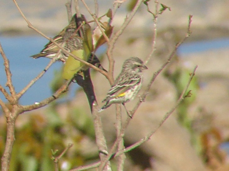 Black-throated Canary - ML637583035