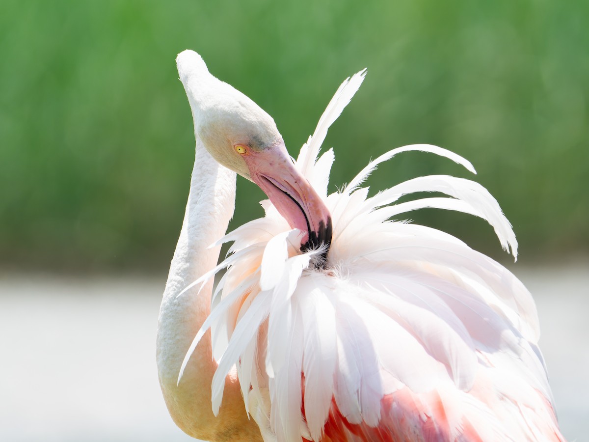 Greater Flamingo - ML637583048