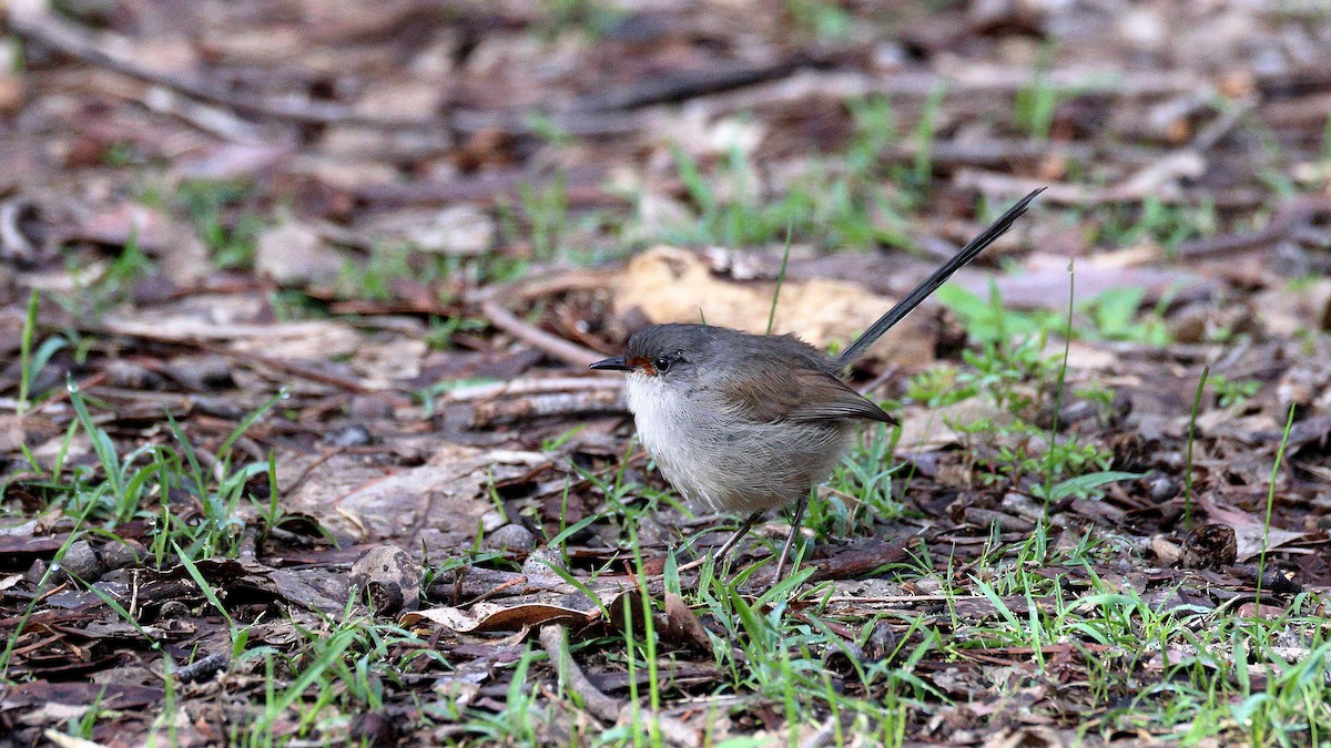 Red-winged Fairywren - ML637583068