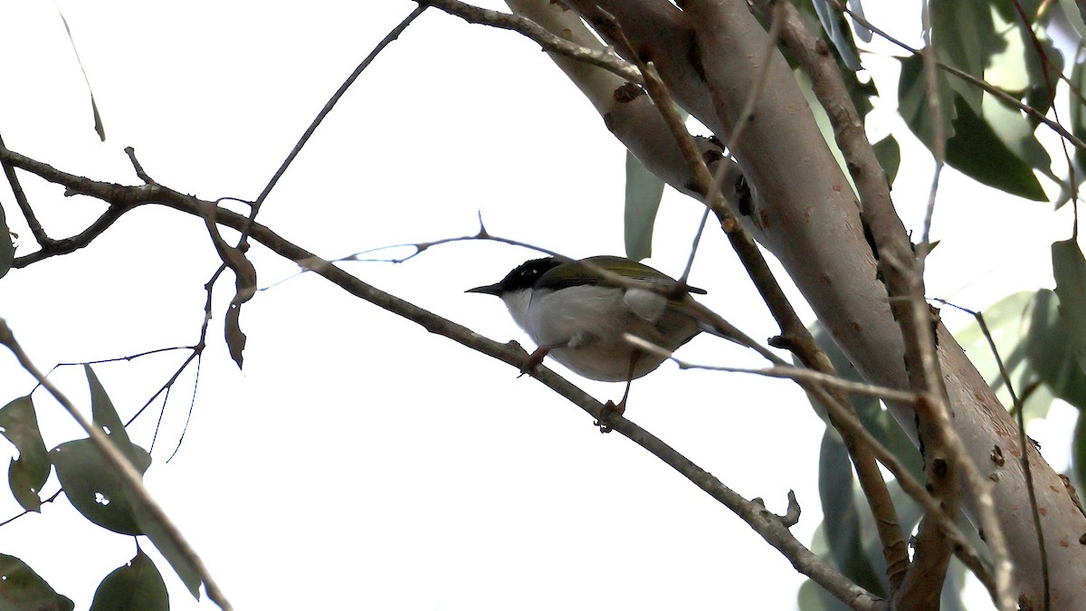 Gilbert's Honeyeater - ML637583070