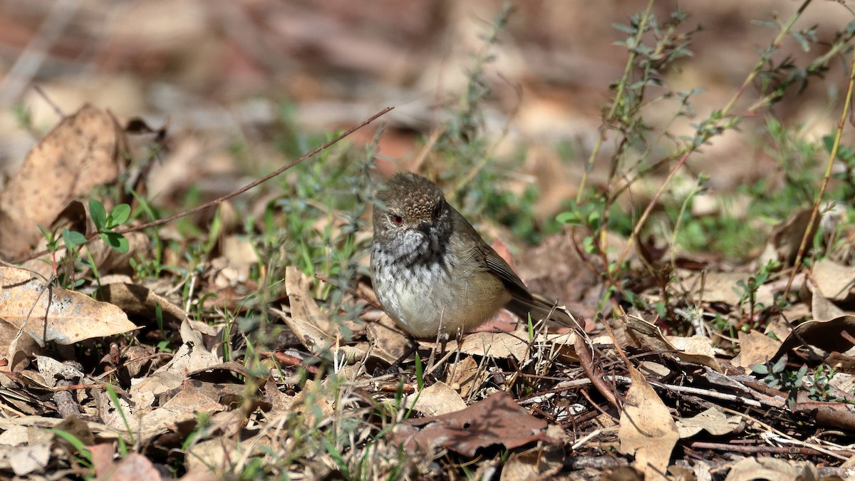 Inland Thornbill - ML637583082