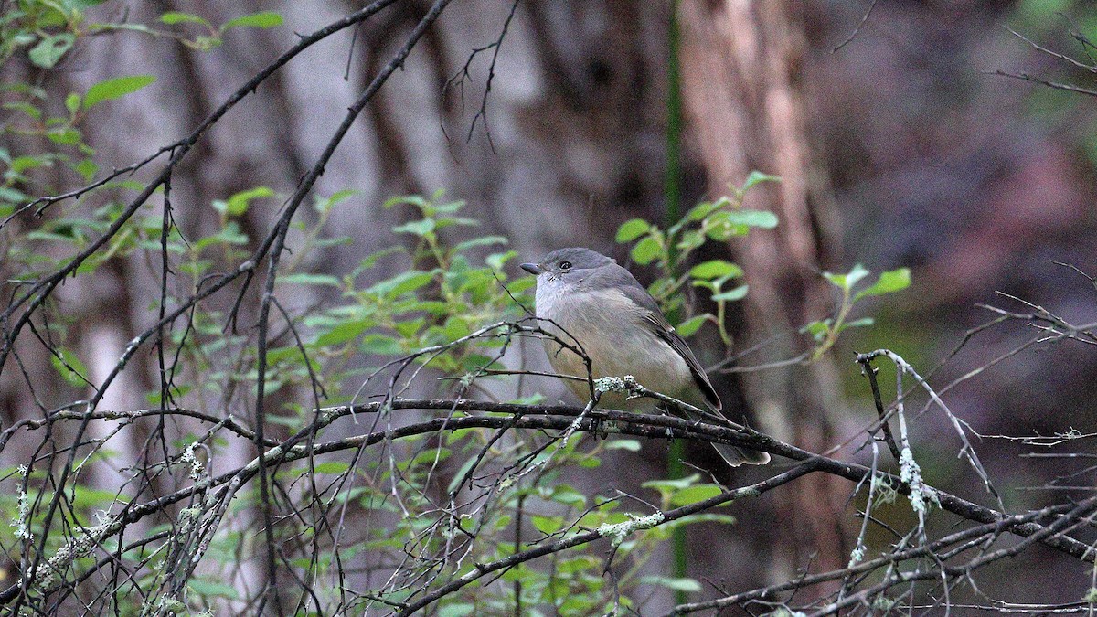 Golden Whistler - ML637583085