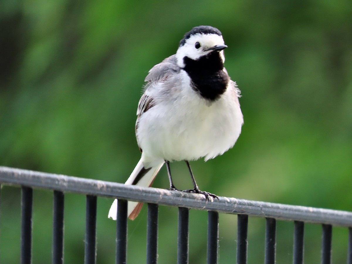White Wagtail - ML637583090