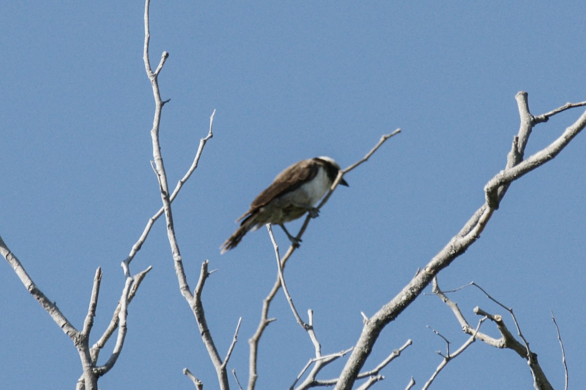 White-crowned Shrike - ML637583122