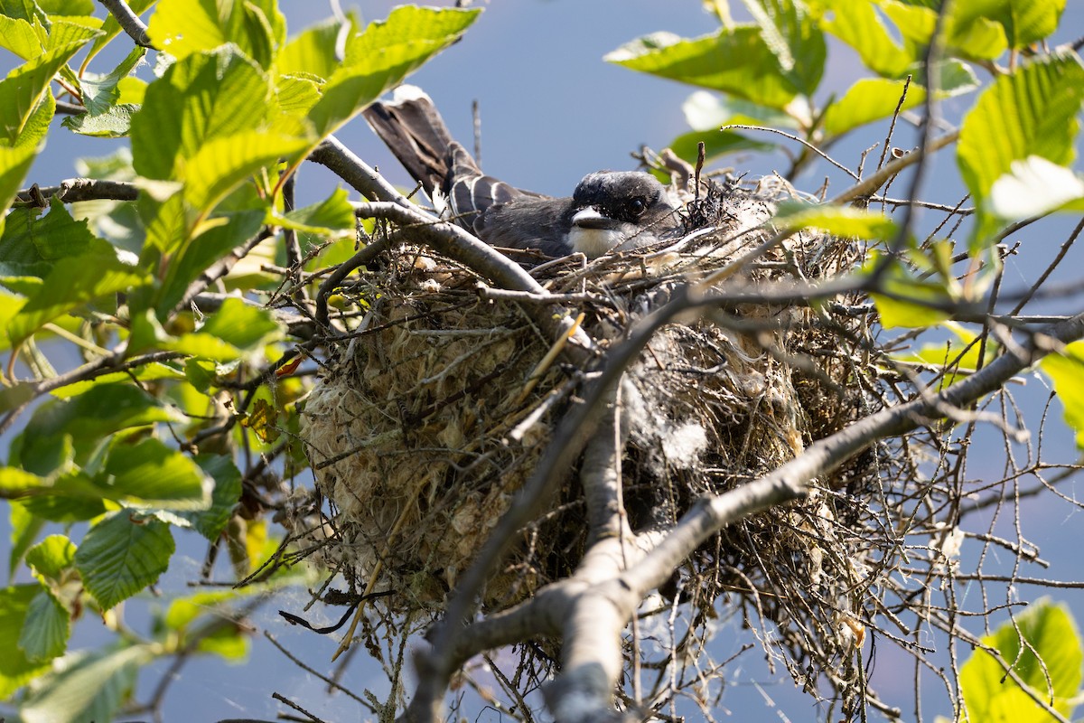 Eastern Kingbird - ML637583125