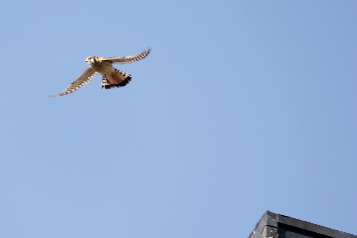 American Kestrel - ML637583156