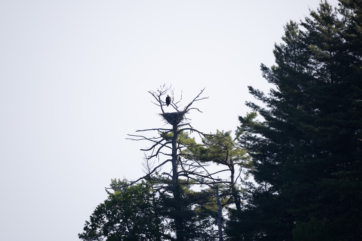Bald Eagle - ML637583194