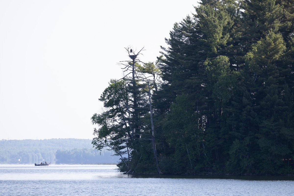 Bald Eagle - ML637583195