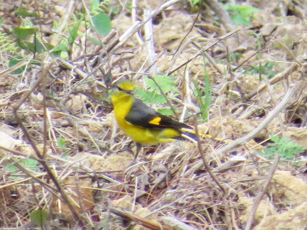 Short-billed Minivet - ML637583196