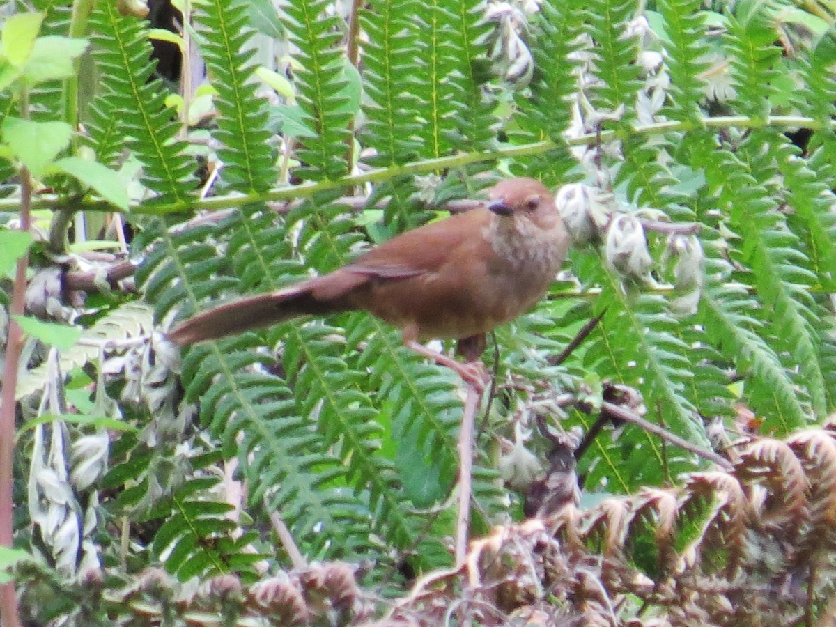 Russet Bush Warbler - ML637583228