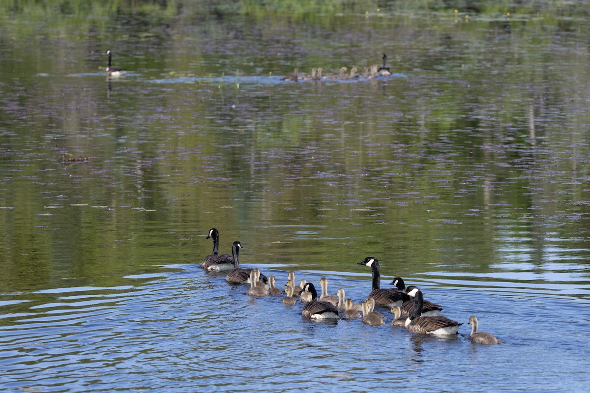 Canada Goose - ML637583233
