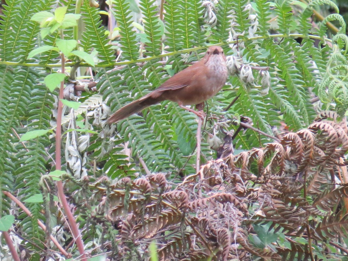 Russet Bush Warbler - ML637583235