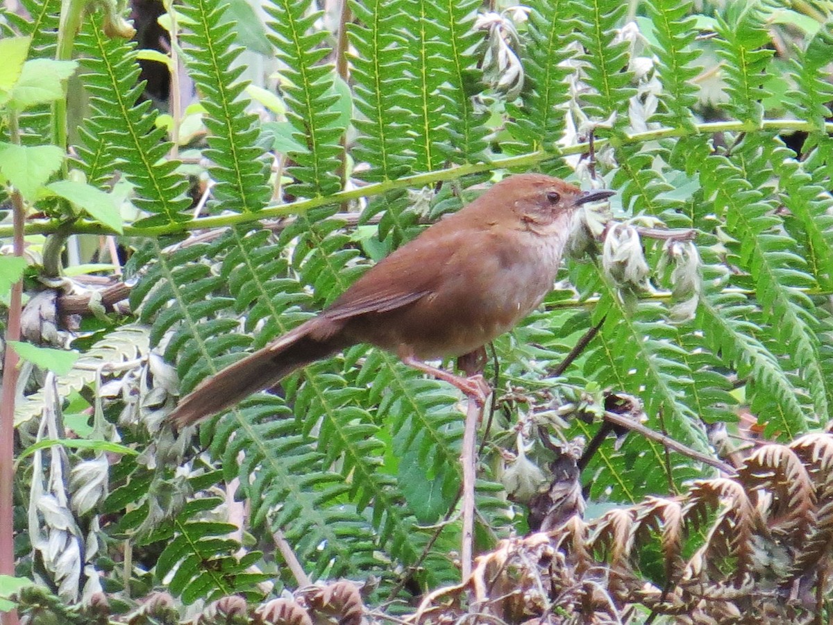 Russet Bush Warbler - ML637583245