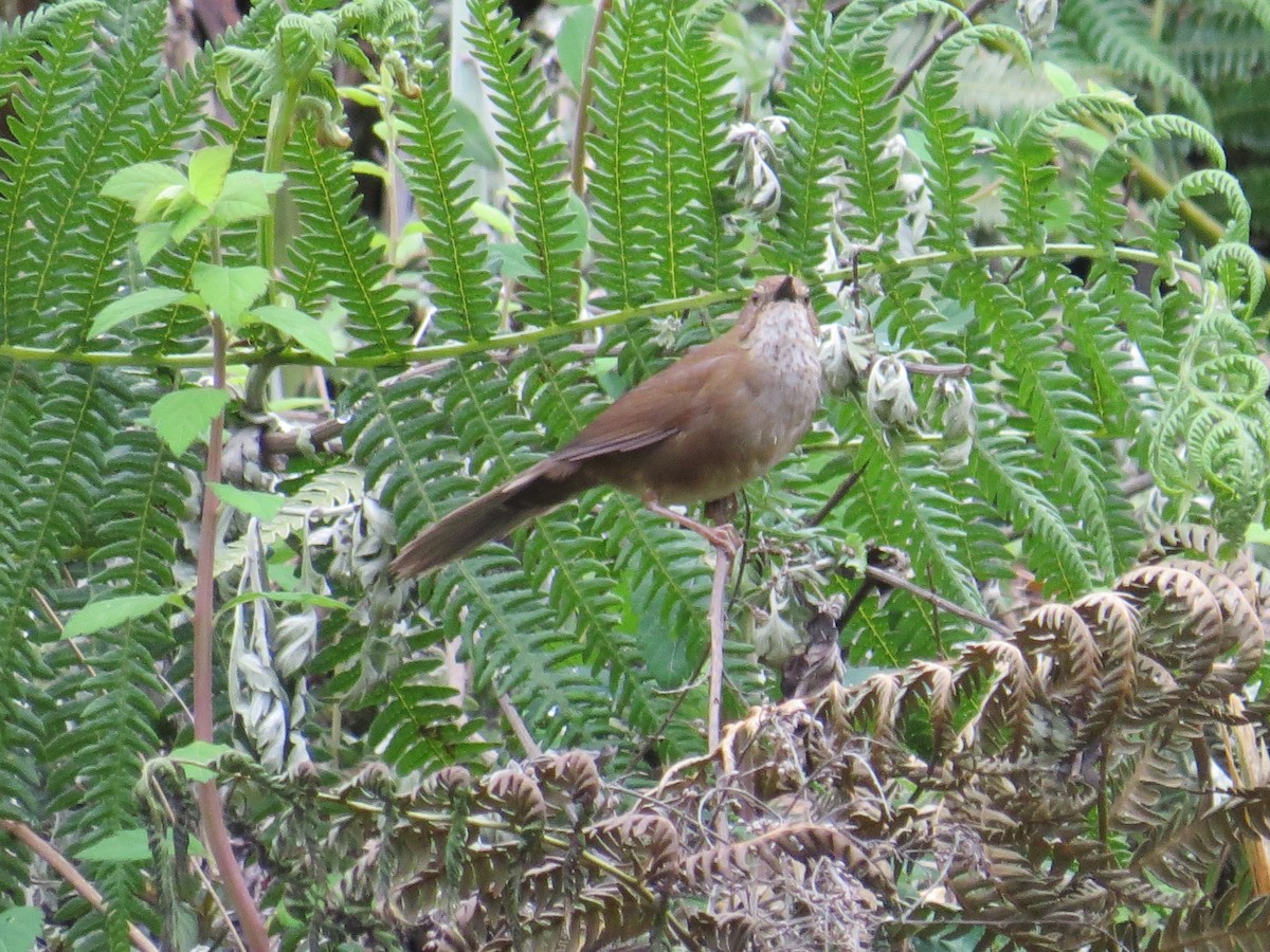 Russet Bush Warbler - ML637583253