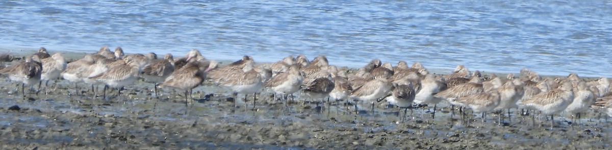 Bar-tailed Godwit - ML637583254