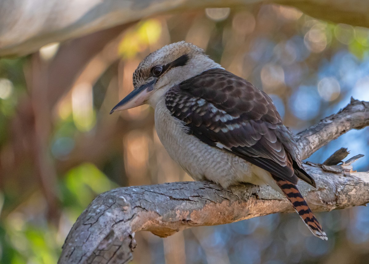 Laughing Kookaburra - ML637583258