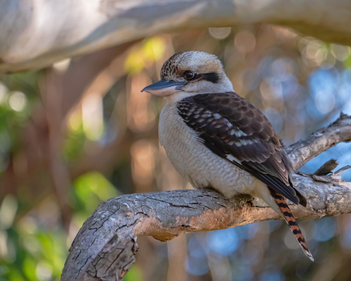 Laughing Kookaburra - ML637583259