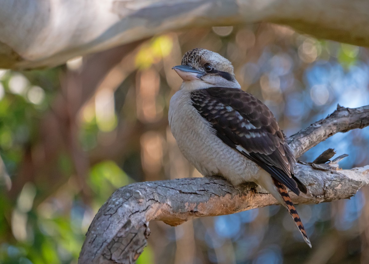 Laughing Kookaburra - ML637583261
