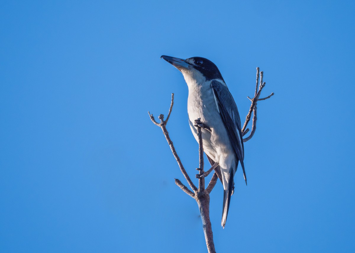 Gray Butcherbird - ML637583269
