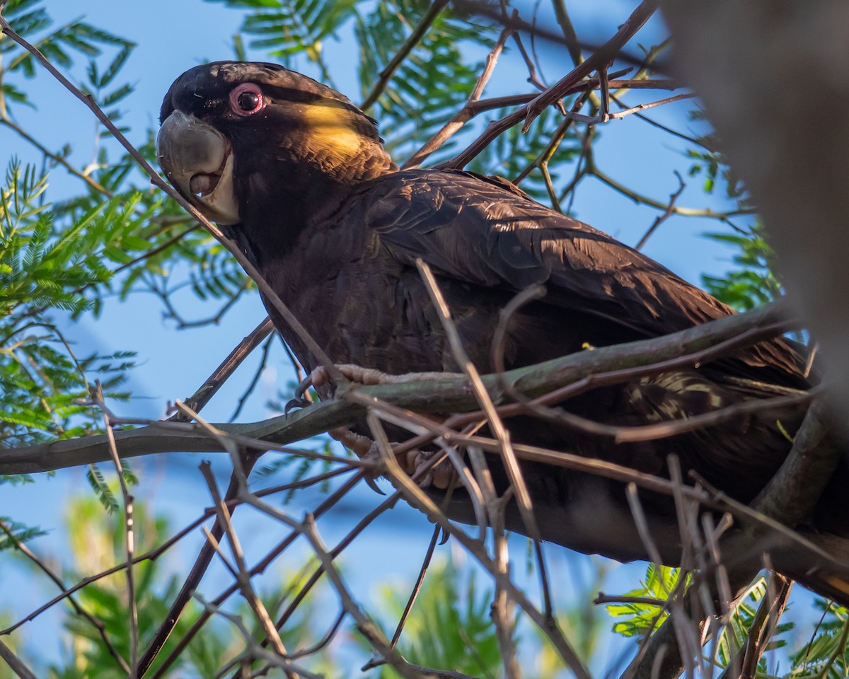 Yellow-tailed Black-Cockatoo - ML637583274