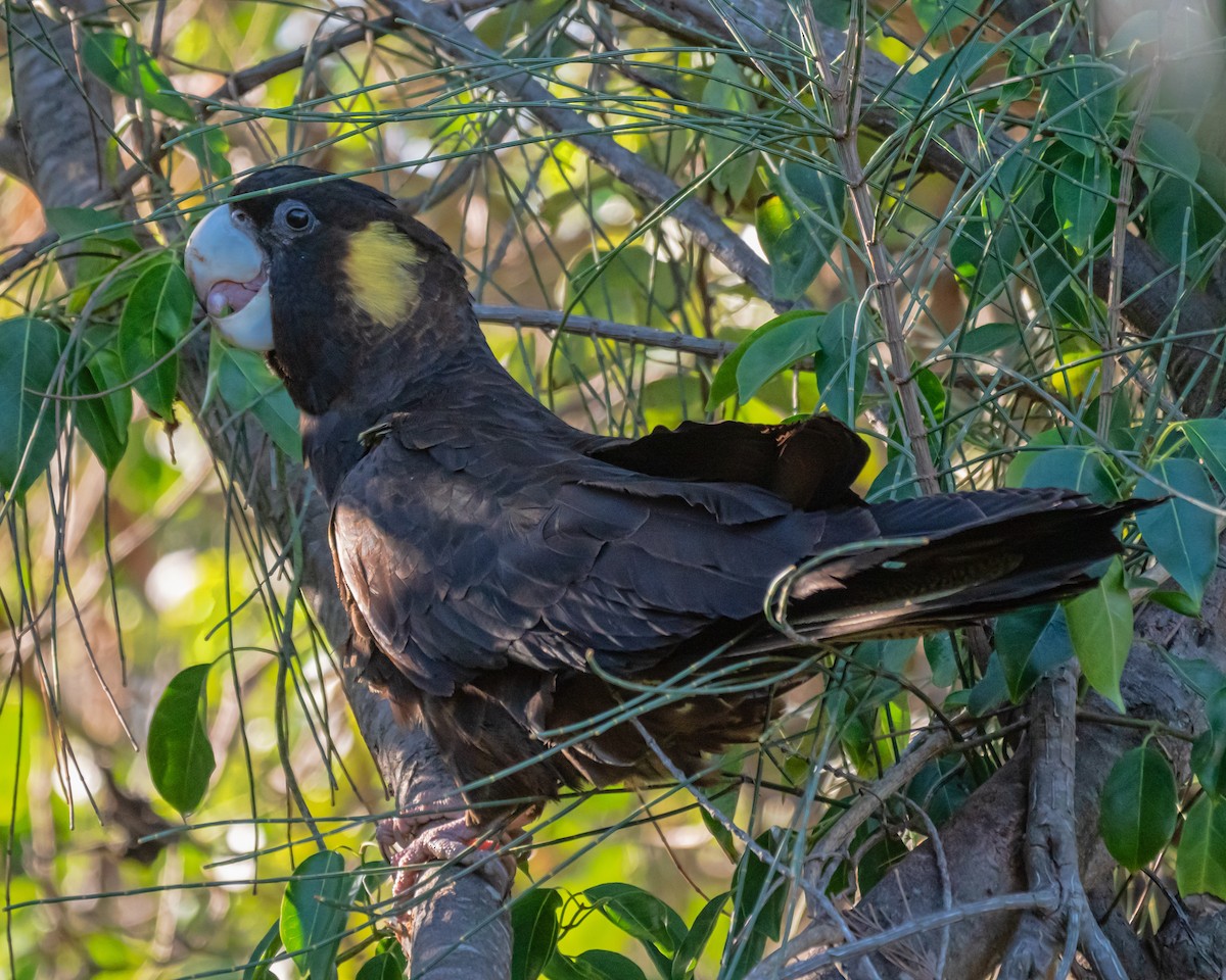 Yellow-tailed Black-Cockatoo - ML637583276