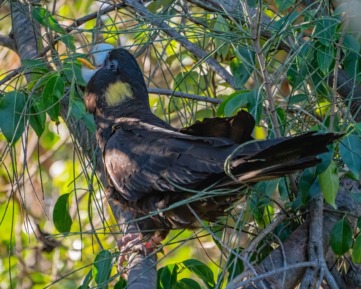 Yellow-tailed Black-Cockatoo - ML637583277