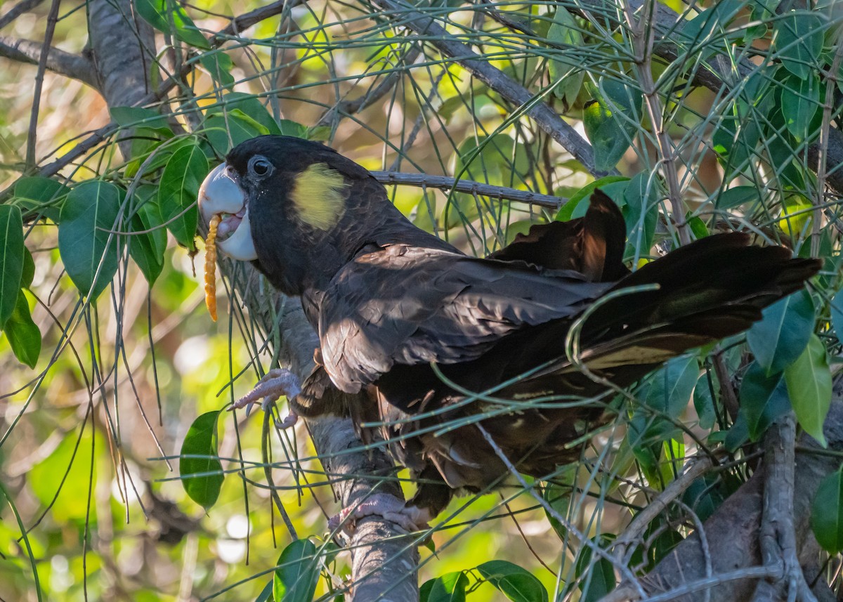 Yellow-tailed Black-Cockatoo - ML637583278