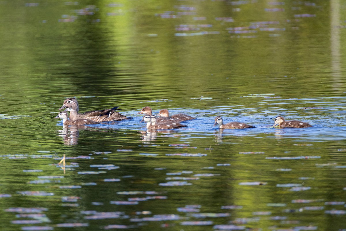 Wood Duck - ML637583300