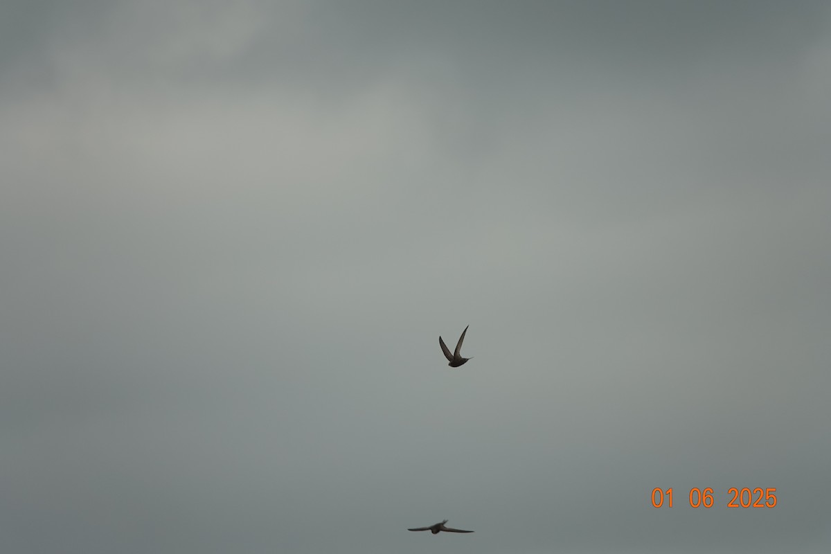 Common Swift - ML637583323