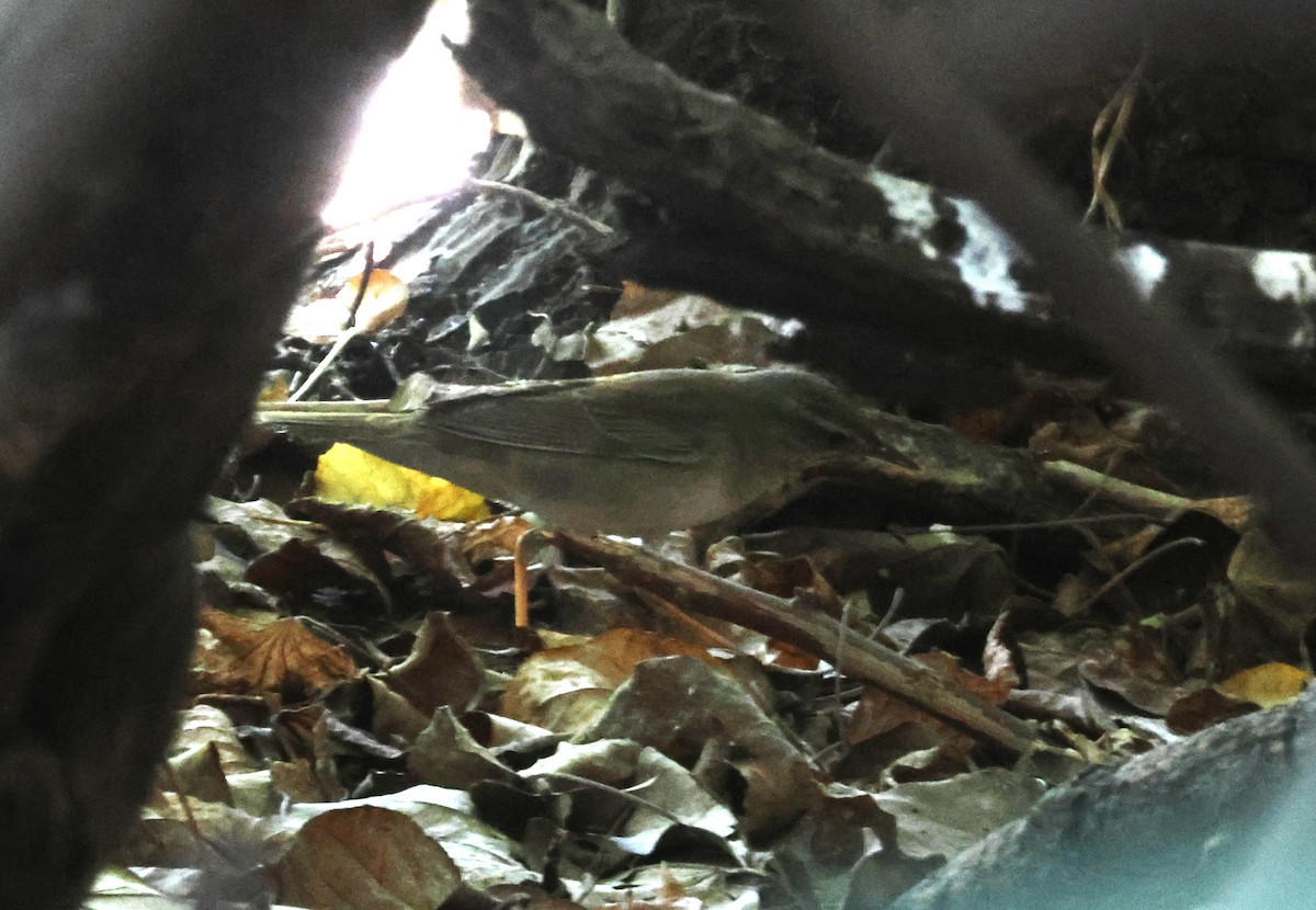 Gray's Grasshopper Warbler - ML637583329