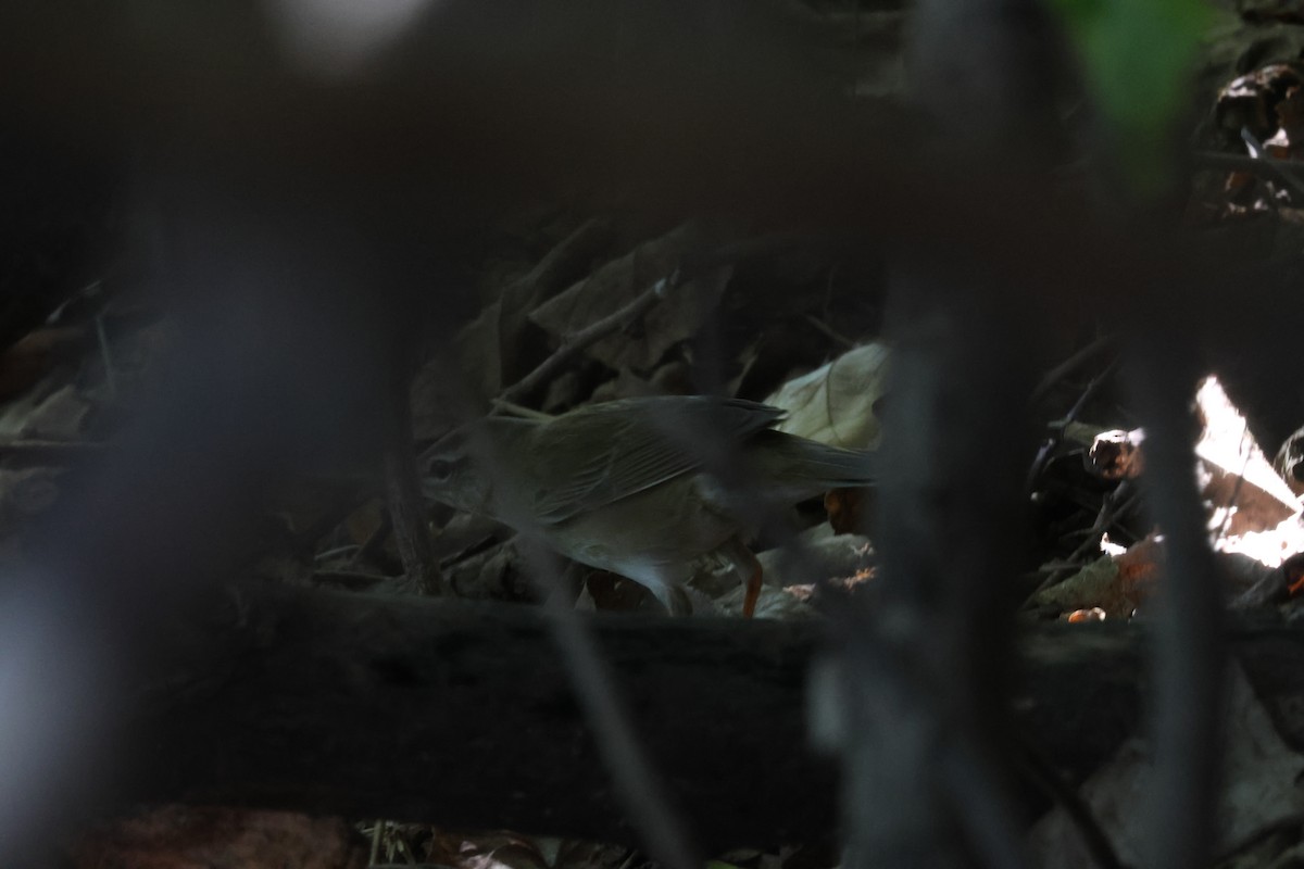 Gray's Grasshopper Warbler - ML637583330