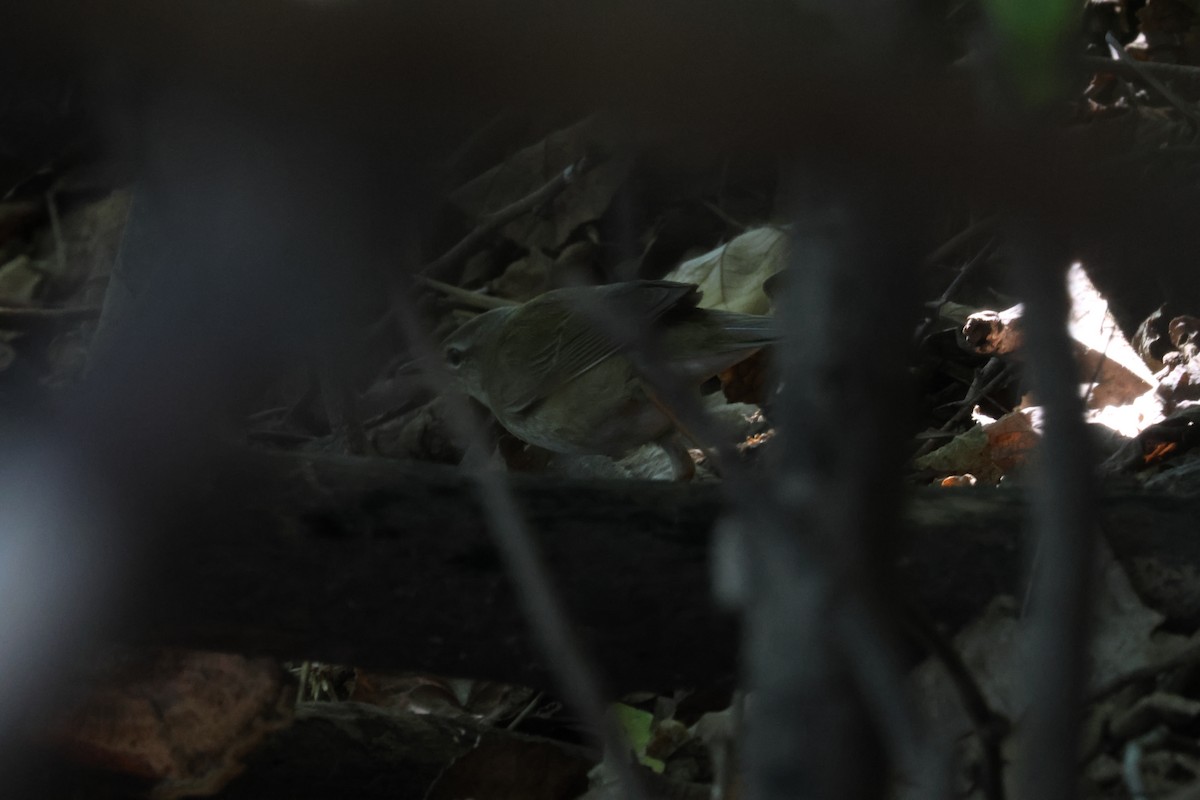 Gray's Grasshopper Warbler - ML637583331