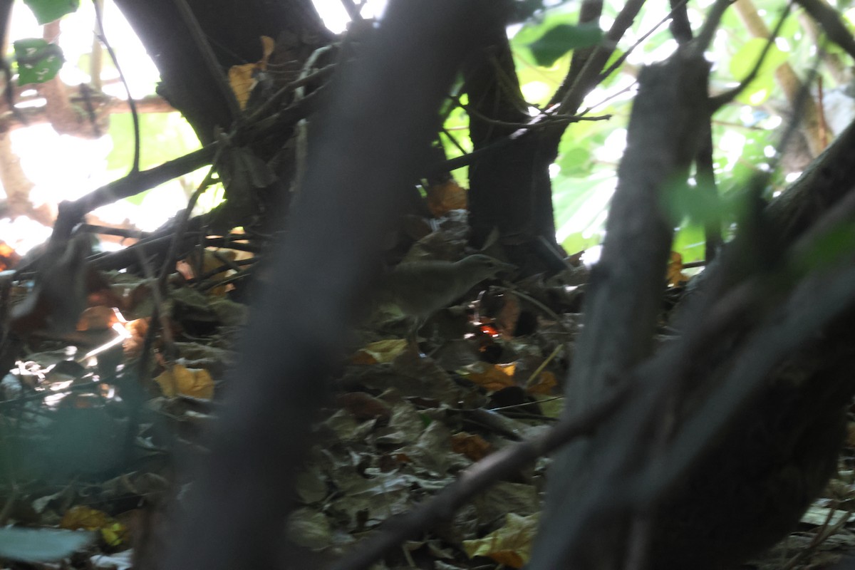 Gray's Grasshopper Warbler - ML637583332