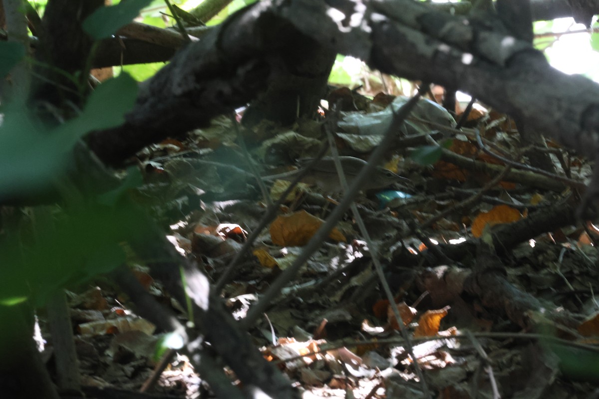 Gray's Grasshopper Warbler - ML637583333