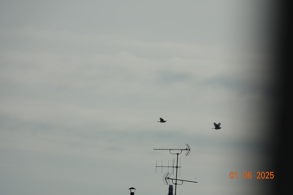 Western Cattle-Egret - ML637583334