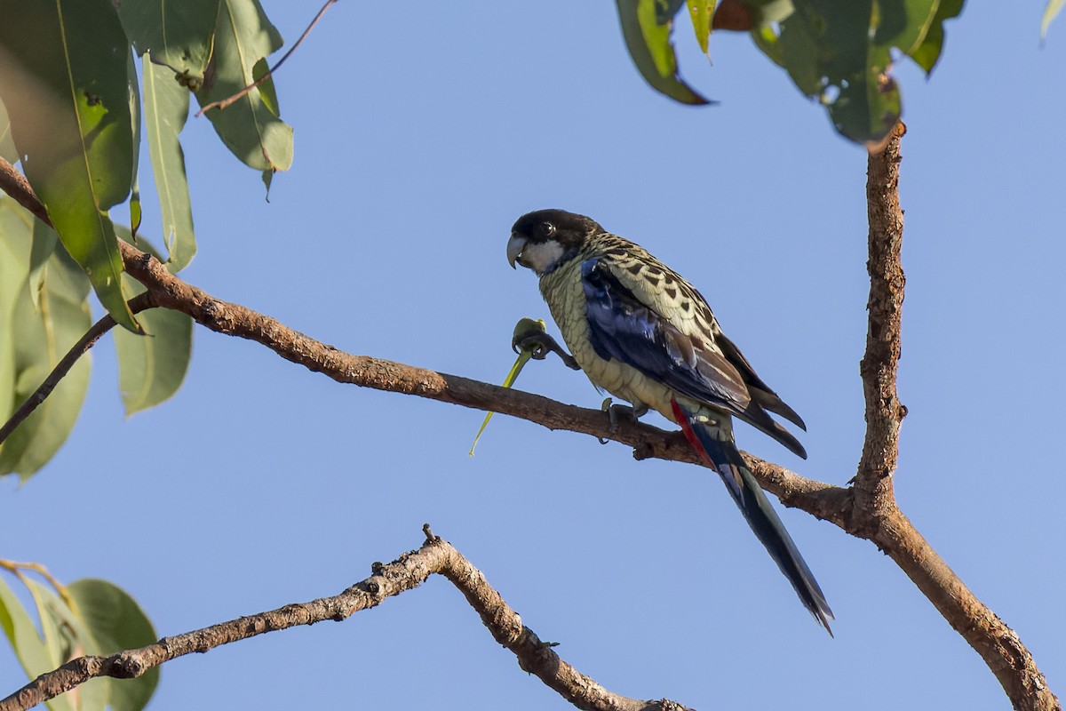 Northern Rosella - ML637583341