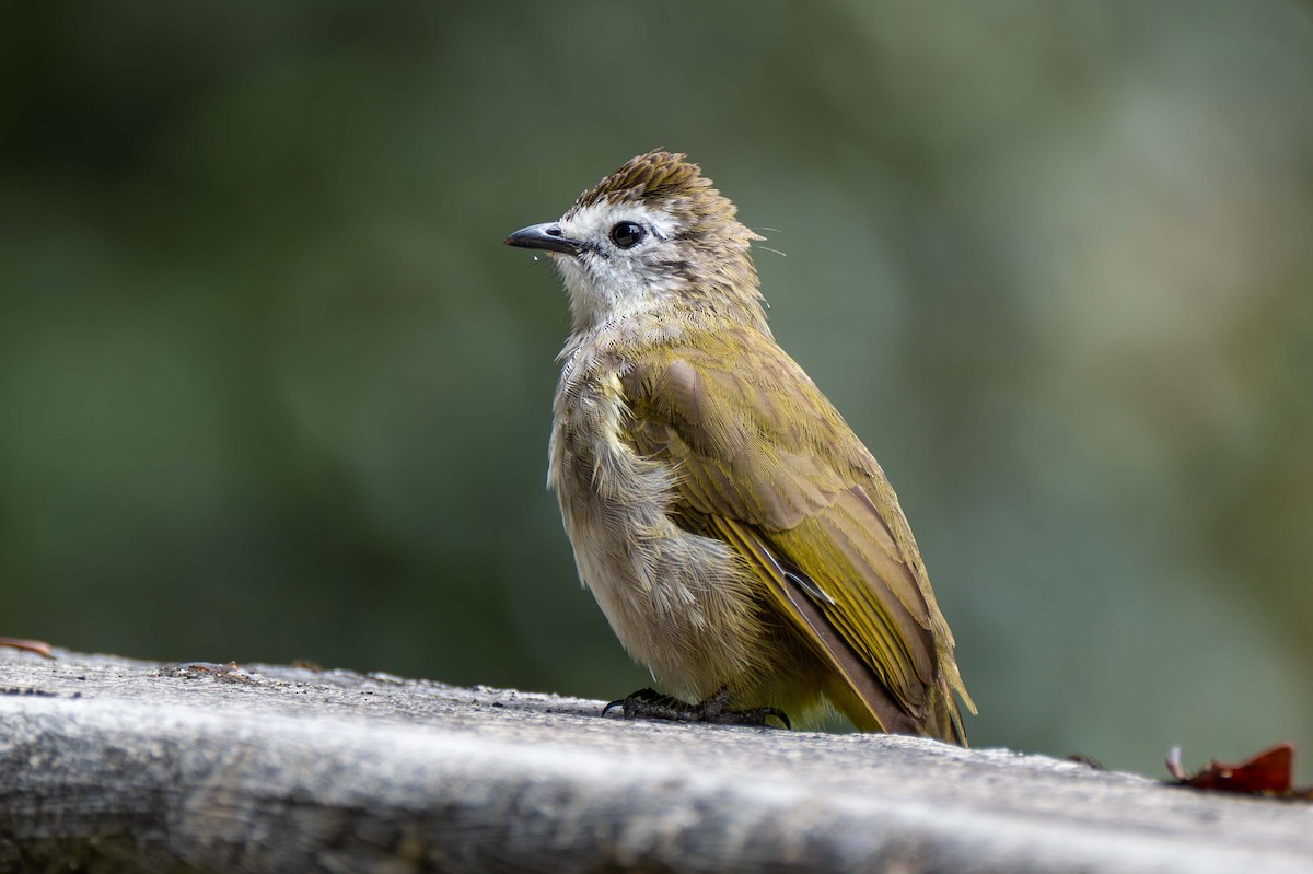 Pale-faced Bulbul - ML637583359