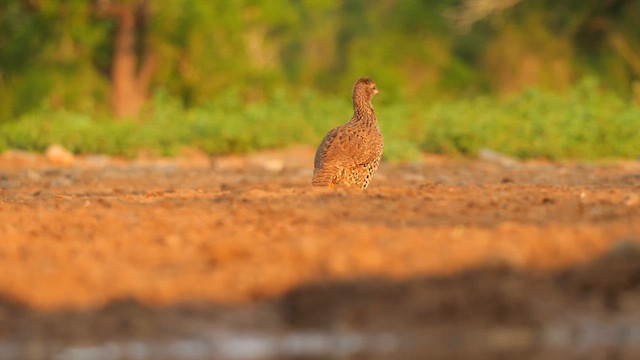 ナタールキジシャコ - ML637583367