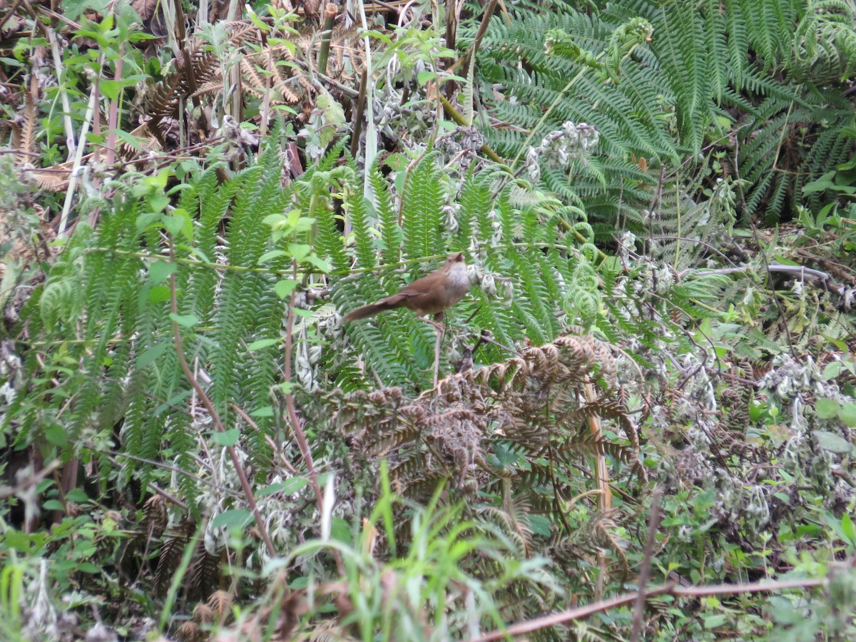 Russet Bush Warbler - ML637583374