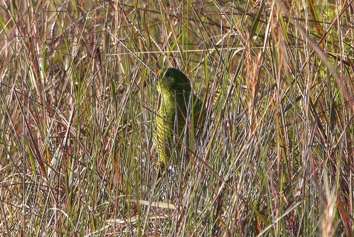 Ground Parrot (Eastern) - ML637583429