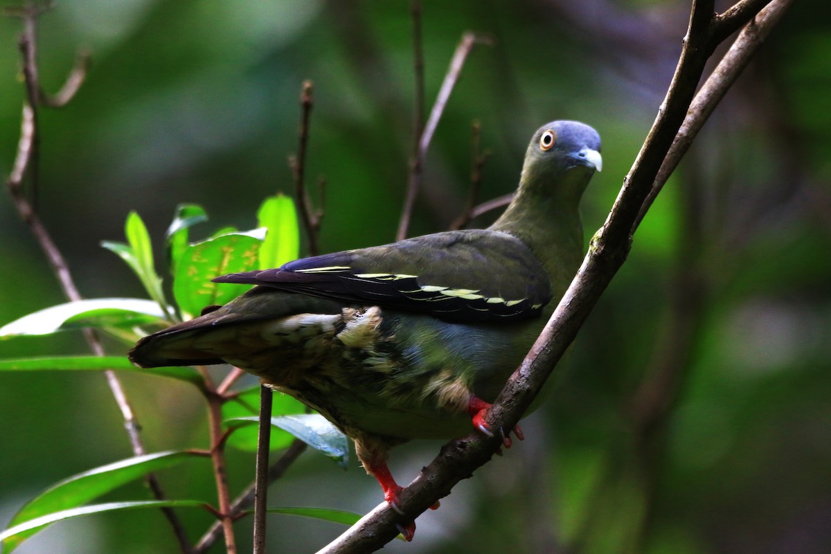 Little Green-Pigeon - ML637583449