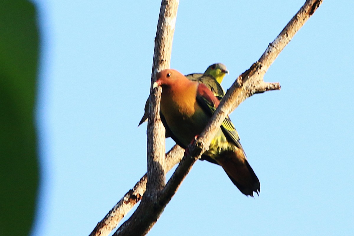 Cinnamon-headed Green-Pigeon - ML637583450