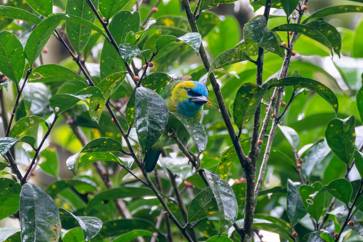 Golden-naped Barbet - ML637583460