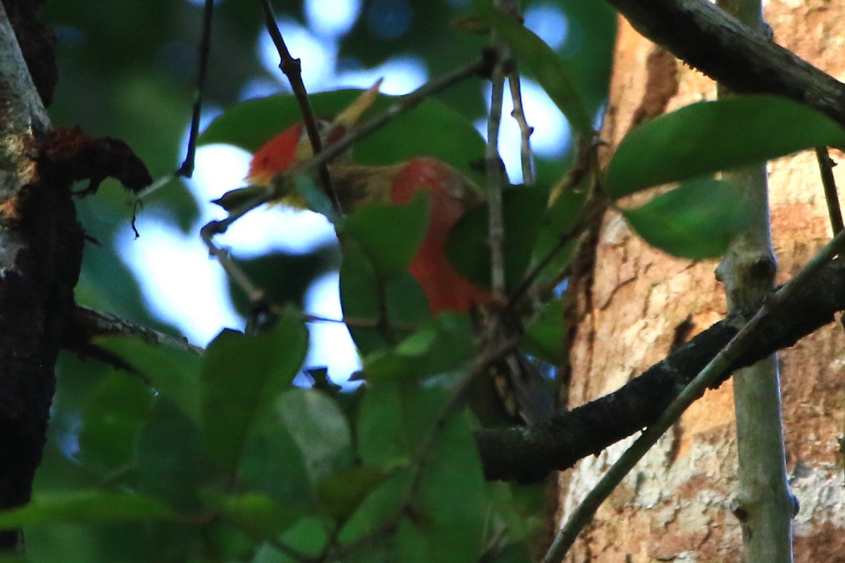Crimson-winged Woodpecker - ML637583486