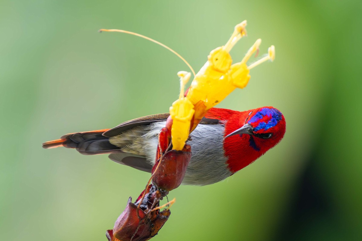 Temminck's Sunbird - ML637583491