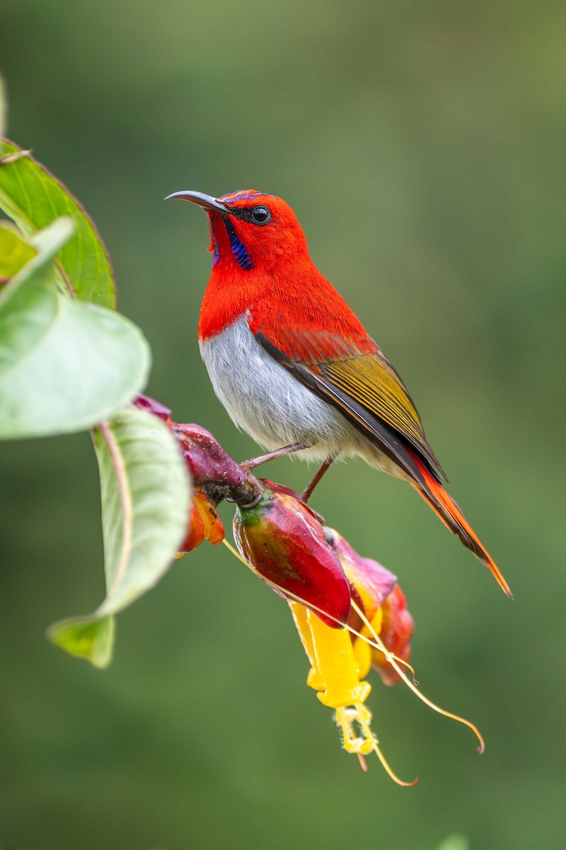 Temminck's Sunbird - ML637583493