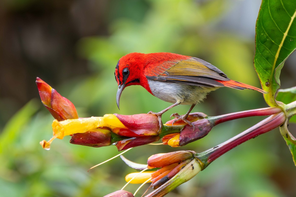 Temminck's Sunbird - ML637583494