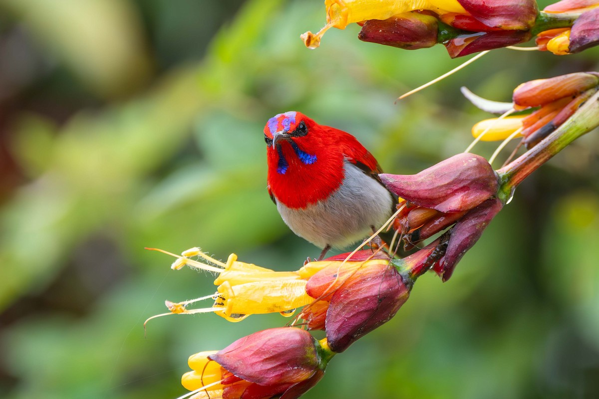 Temminck's Sunbird - ML637583495