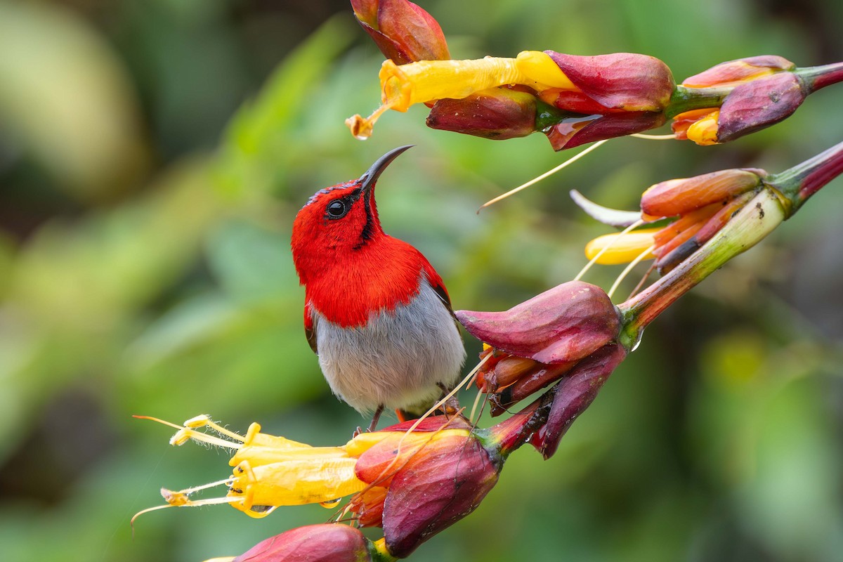 Temminck's Sunbird - ML637583496