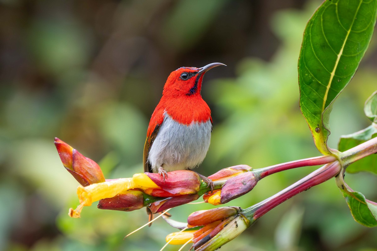 Temminck's Sunbird - ML637583497